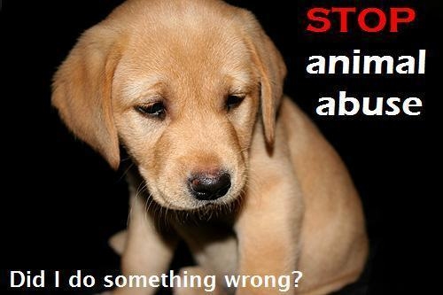 stop-animal-abuse-now-against-animal-cruelty-15061765-500-333